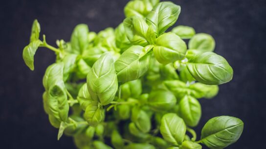 Photo herb, cooking